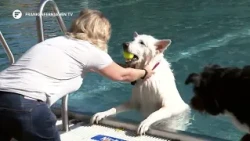 Focus Fürth: Swimming for Man’s Best Friend