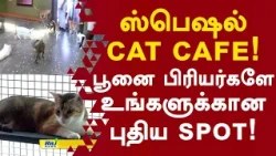 ஸ்பெஷல் Cat Cafe! பூனை பிரியர்களே உங்களுக்கான புதிய Spot! #catecafe #catlovers #pets