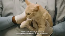 Pet Tips | Rabies Vaccinations