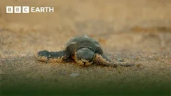 Amazing Turtle Moments | BBC Earth