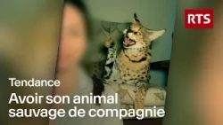 Le marché des animaux sauvages : entre trafic et maltraitance | RTS