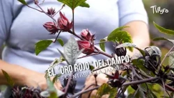 The "Red Gold" of the countryside: Is hibiscus profitable? - TvAgro by Juan Gonzalo Angel