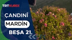 Çandinî - Beşa 21. (Mardin)
