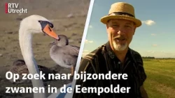 Eddy Zoëy over zwanen: territoriaal, trots en trouw | RTV Utrecht