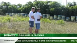 ПЧЕЛИНИТЕ НА БЪЛГАРИЯ: Как съжителстват пчелар и зърнопроизводител