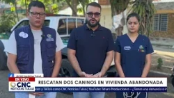 TWO DOGS RESCUED FROM AN ABANDONED HOME IN TULUÁ: WHAT HAPPENS NOW?