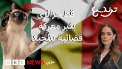 "روبير" قط جزائري يعيش محنة في بلجيكا