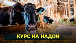 Milk Yield