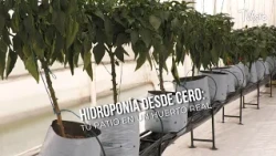 Hydroponics from SCRATCH: Turn Your Yard into a REAL Garden - TvAgro by Juan Gonzalo Angel