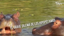 The Serious Hippo Dilemma in Colombia - TvAgro by Juan Gonzalo Angel