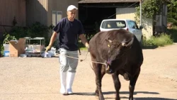 Training Cattle for the National Competition