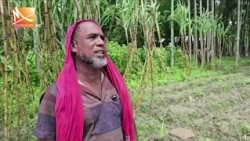 চিবিয়ে খাওয়ার আখ চাষে আগ্রহ বাড়ছে কৃষকদের | Mohona TV
