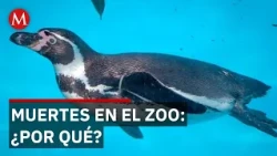 León Zoo loses 2 animals in one week while SEMARNAT fails to act