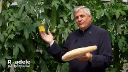 Burete vegetal natural obținut din planta Lufa #roadelepamantului