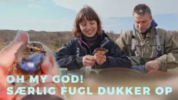 Jubel på fuglestation, da blåhals går i nettet (afsnit 2)