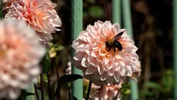 Hino Dahlia Garden's Final Opening