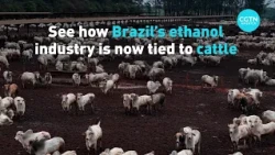 See how Brazil's ethanol industry is now tied to cattle