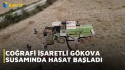 HARVEST BEGINS FOR GEOGRAPHICALLY INDICATED GÖKOVA SESAME