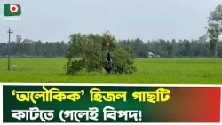 লোকমুখে প্রচলিত ‘অলৌকিক’ হিজল গাছ, ভৌতিক, বিশ্বাস ও সত্যতা, রহস্যঘেরা | Hijol Gach | Mysterious Tree