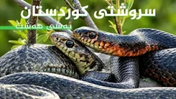 سروشتی کوردستان - ئەڵقەی (8)
