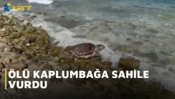 ÖLÜ KAPLUMBAĞA SAHİLE VURDU