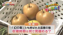 Quiz on the "Phantom Pear" from Kagaya Farm! "Saturday Info Blast!": 2-Choice Showdown! Blast! Qu...