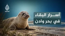 بين مد وجزر.. السواحل المتحركة | أسرار الحياة في بحر وادن | الحلقة الثالثة