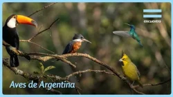 The Most Amazing Birds of the Argentine Litoral | Flora and Fauna | Encuentro
