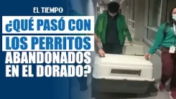 What happened to the two dogs seized at El Dorado? | EL TIEMPO