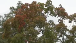 DCNR experts provide insight on expected PA foliage season