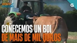 Coñecemos un BOI de MÁIS de MIL QUILOS | HORA GALEGA