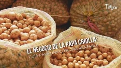 The Creole Potato Business: A Guide to a Profitable Harvest - TvAgro by Juan Gonzalo Angel