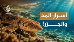 بين مد وجزر.. كيف تنجو الكائنات عندما ينحسر البحر؟ | الحلقة الثانية