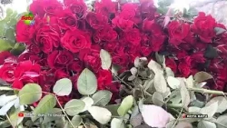 HARVEST YIELDS DROP, ROSE PRICES RISE