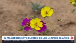 The Biggest Desert Bloom in the Last 30 Years | 24 Horas TVN Chile