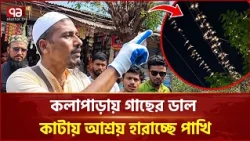 আশ্রয় হারিয়ে হাজারো পাখির ঠাঁই বিদ্যুতের তারে | Kalapara | Bird Habitat Issue | Ekattor TV