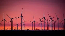 Uccelli e pale eoliche offshore: telecamere termiche per contarne le vittime