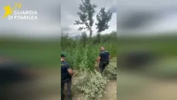 LARGE MARIJUANA PLANTATION WITH OVER 1560 PLANTS DISCOVERED IN SALCITO