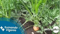 ¿Cómo saber si estás consumiendo alimentos de calidad?
