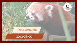 TVC Online at the Zoo 🐘 |🦁 Discovering the Wild World