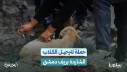 What solution did the city of Al-Tal take to combat the phenomenon of stray dogs in the city?