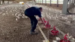 Local chicken farmer says Abbott's new diesel rules will cut down costs