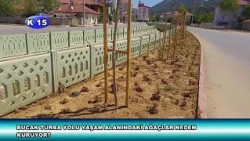 BUCAK TURBA YOLU YAŞAM ALANINDAKİ AĞAÇLAR NEDEN KURUYOR?